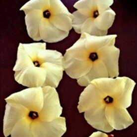 ほろりと甘い花オクラのしゃぶしゃぶお造り レシピ 作り方 By Schiaparelli De Coco 楽天レシピ ほろりと甘い花オクラのしゃぶしゃぶお造り レシピ 作り方 By Schiaparelli De Coco 楽天レシピ